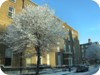 Frozen tree on Lower Hatch Street - Dublin Snow