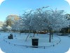 Snow covered flower beds 2 - St Stephen's Green