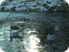 Frozen Duck pond 4 - St Stephen's Green