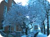 Harrington Street frozen tree - Dublin Snow