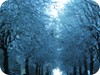 Harrington Street, frozen vista of trees - Dublin Snow