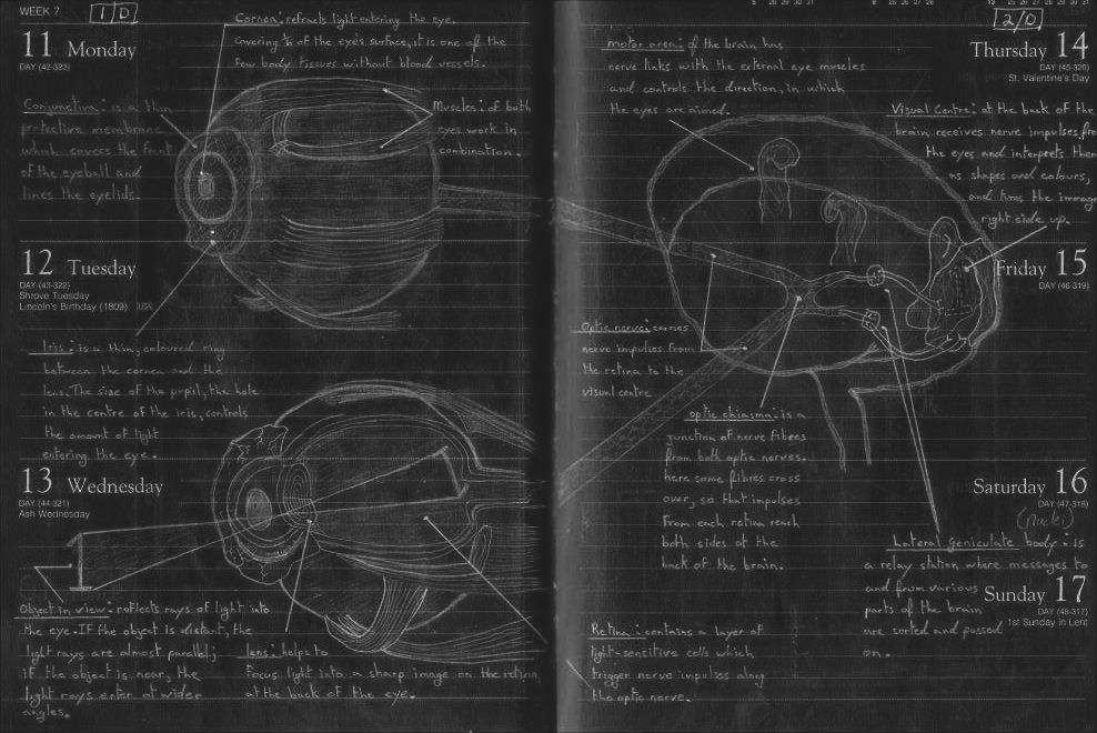 Plate 7 - How the human eye works